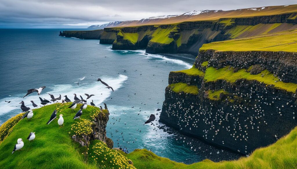 Vik seabird colonies Vik seabird colonies