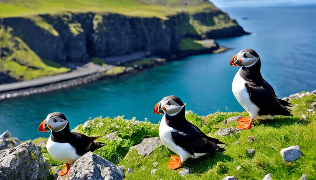 best spots for puffin watching