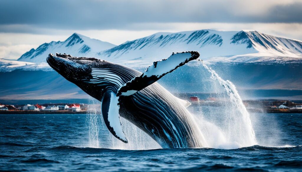 best whale watching in Reykjavik best whale watching in Reykjavik