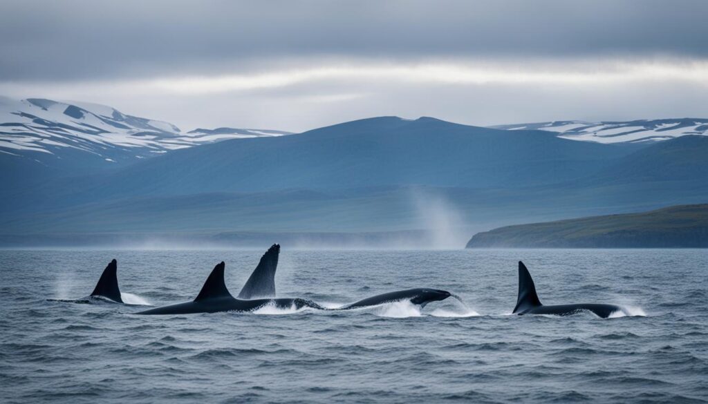 ideal time for whale watching in Husavik ideal time for whale watching in Husavik