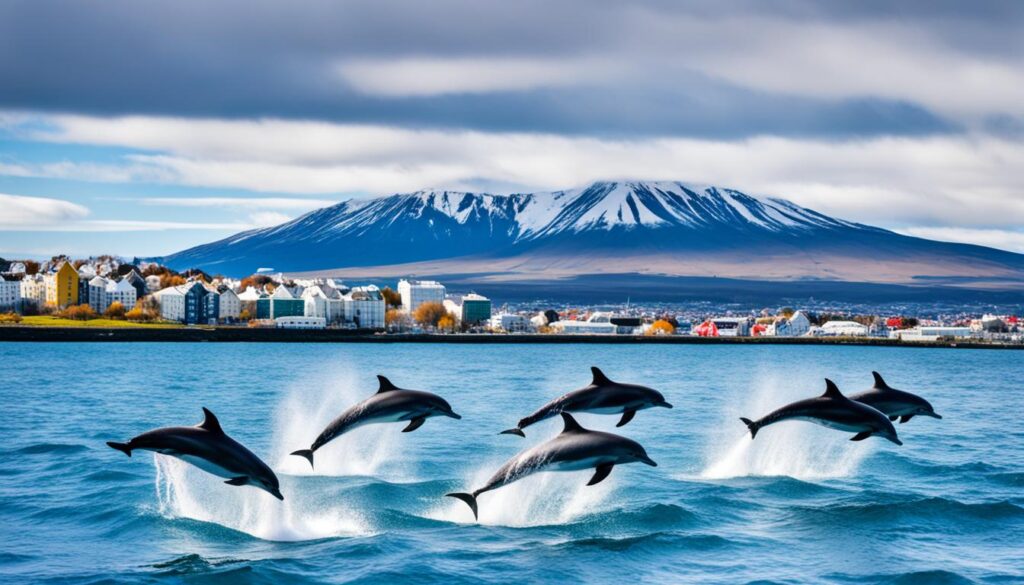 marine life experiences Reykjavik marine life experiences Reykjavik