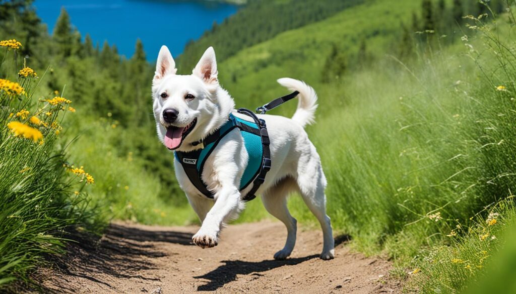 pet-friendly hiking trails Traverse City pet-friendly hiking trails Traverse City