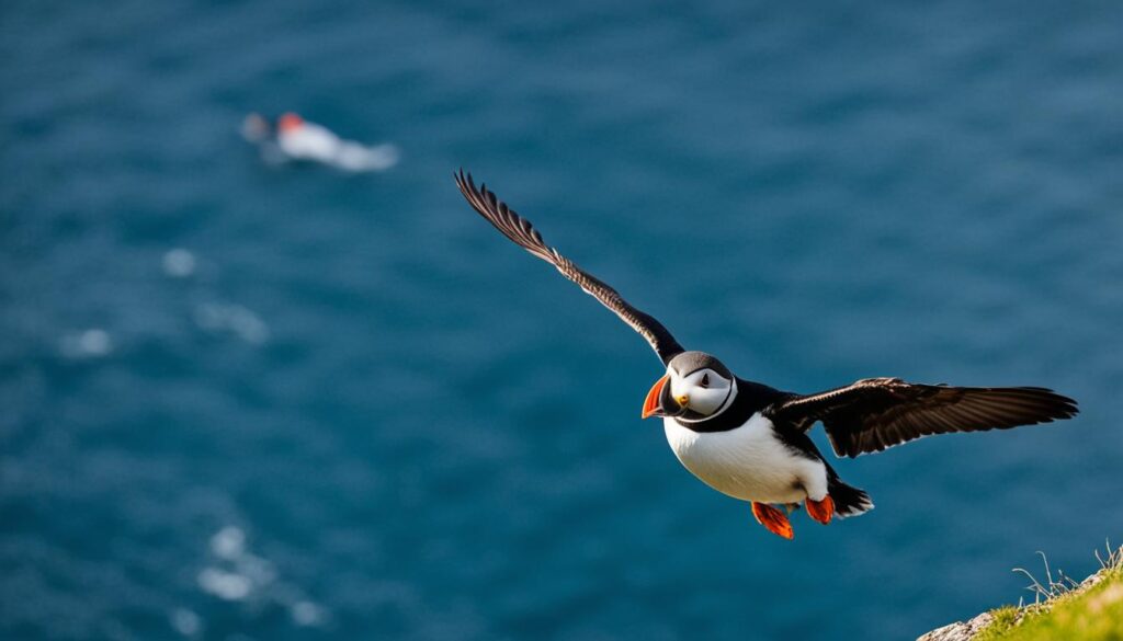 puffin season in Ísafjörður