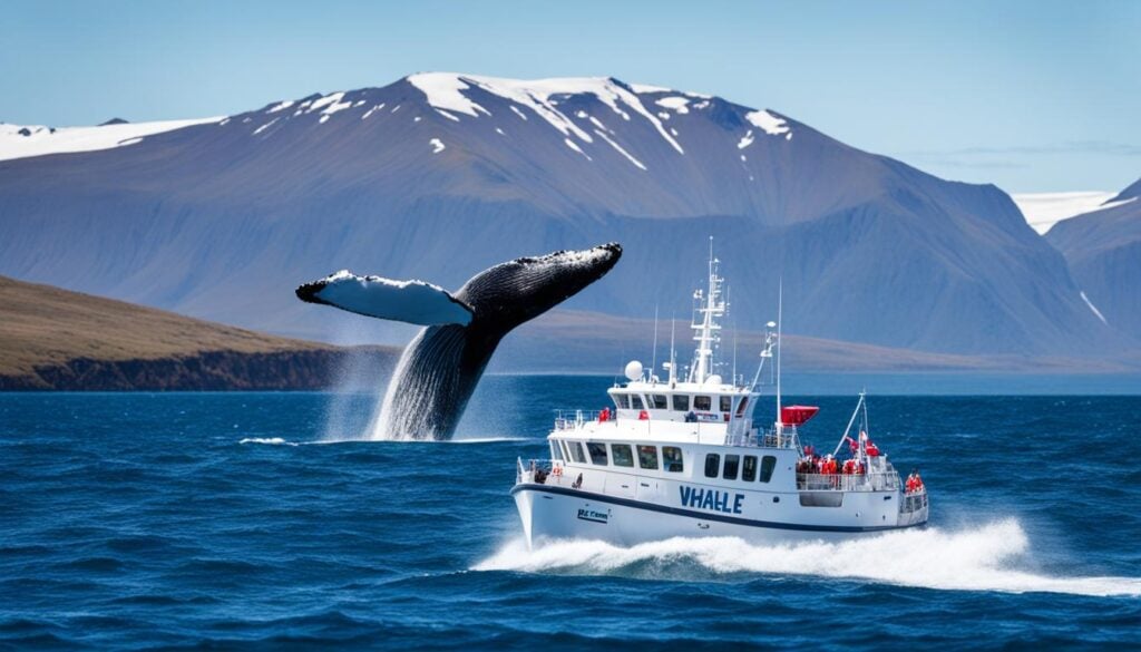 whale research in Husavik Iceland