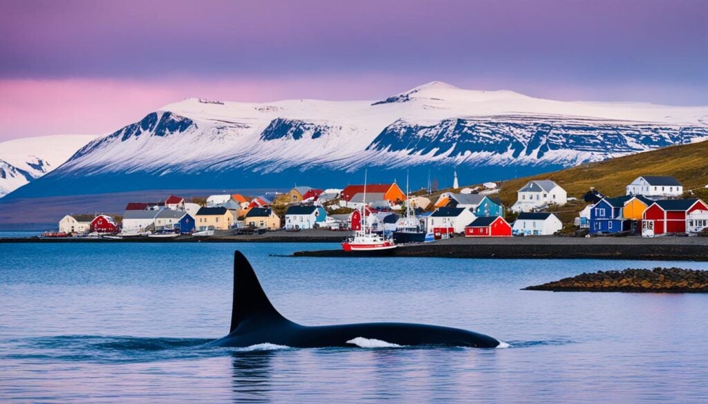 whale watching in Husavik Iceland