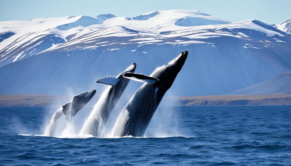 whale watching season in Husavik whale watching season in Husavik