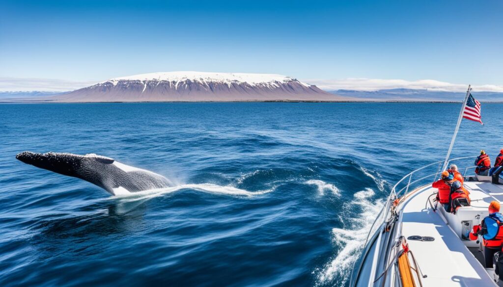 whale watching tours Reykjavik whale watching tours Reykjavik