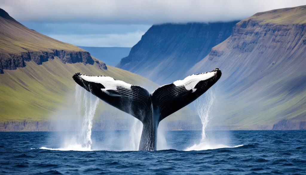 whale watching tours in Ísafjörður