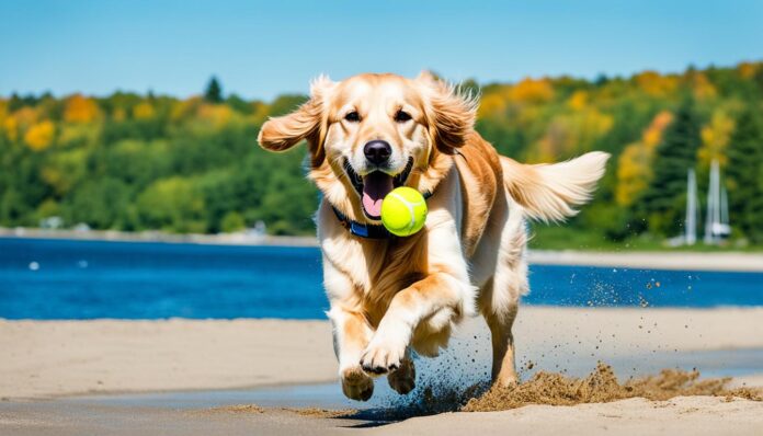 Dog-friendly beaches near Traverse City