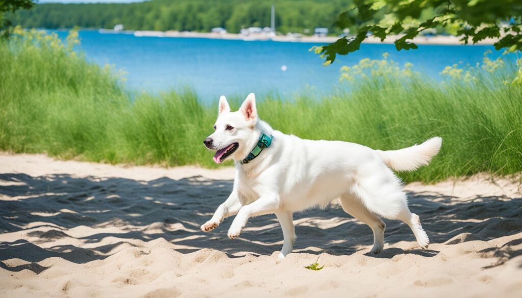 Dog-friendly parks near Traverse City