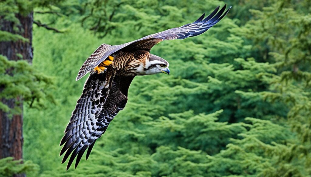 Eugene bird of prey viewing locations Eugene bird of prey viewing locations