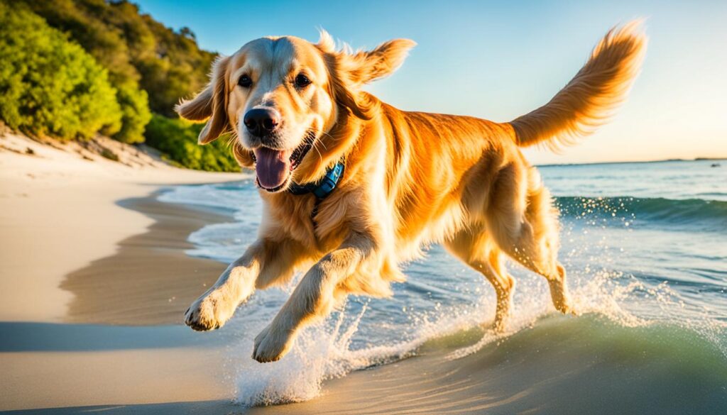 Hidden gem beaches near Ocean City for pets Hidden gem beaches near Ocean City for pets
