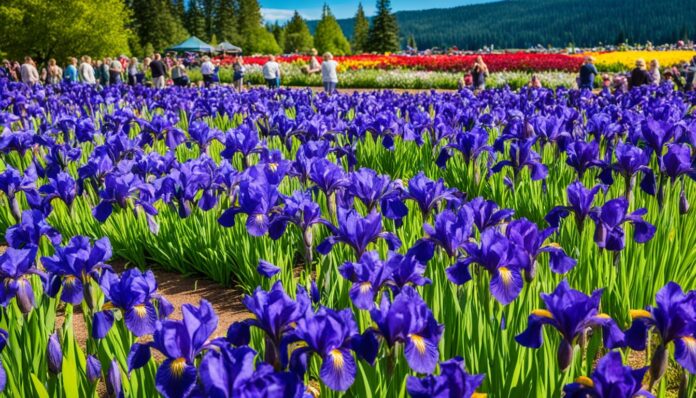 Salem's annual Keizer Iris Festival - worth attending