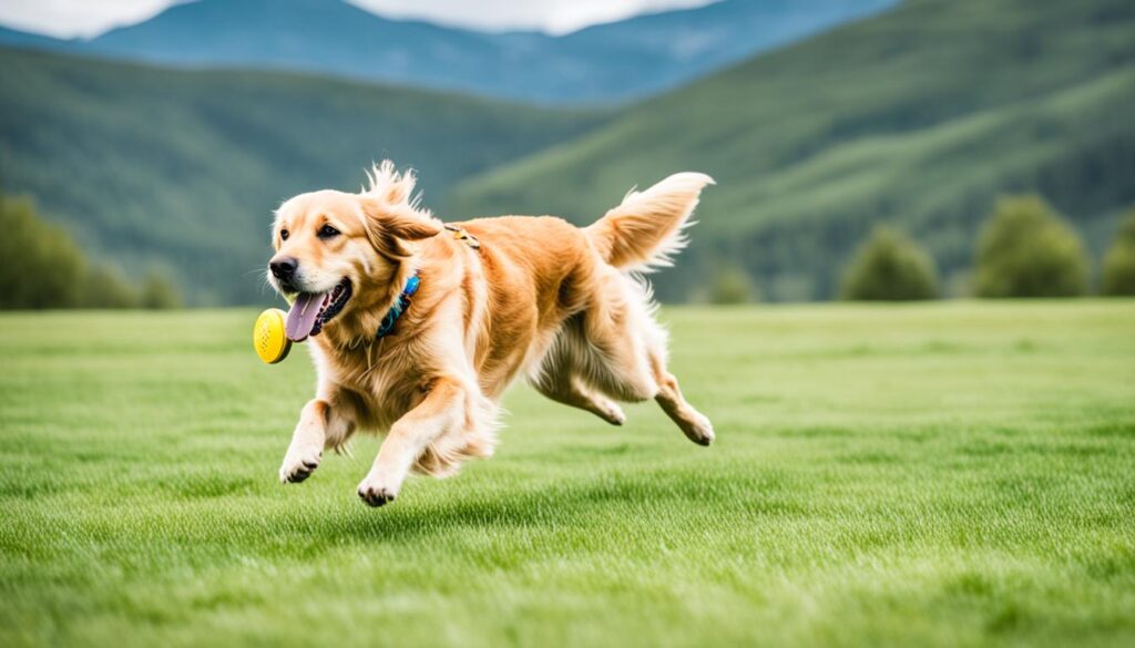 dog-friendly activities in Park City