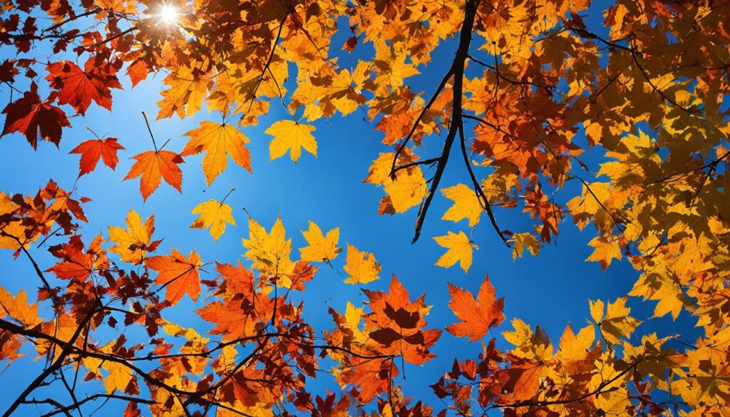 fall foliage photography tips fall foliage photography tips