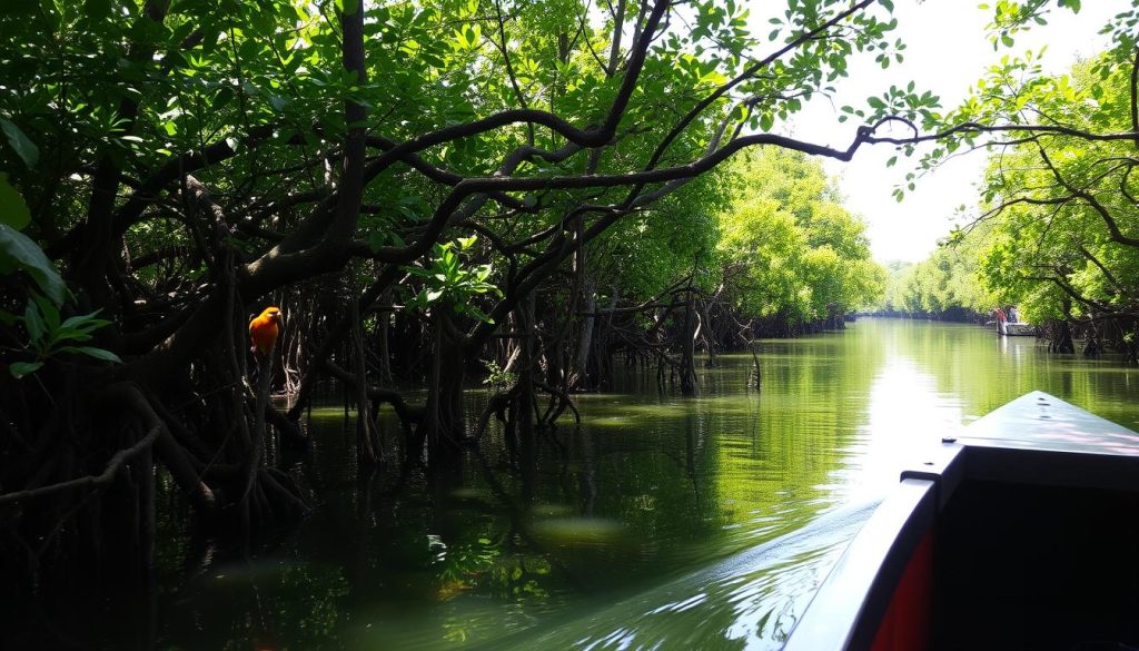 Mangrove forest boat ride Mangrove forest boat ride