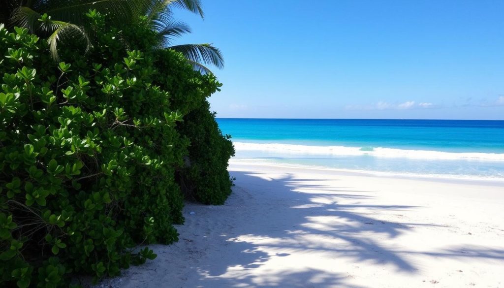 Vieques beach access Vieques beach access