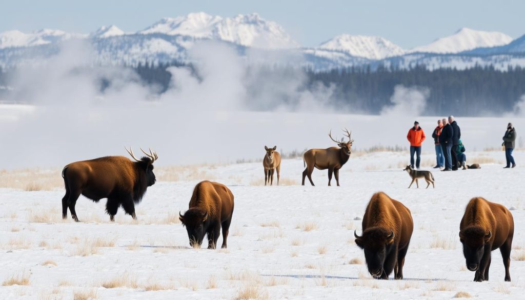 Yellowstone wildlife watching Yellowstone wildlife watching